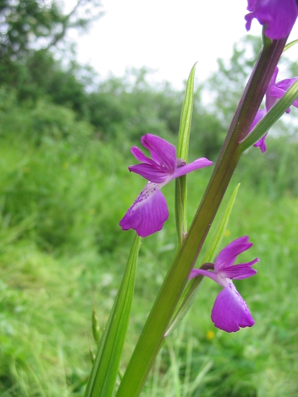 Orchis palustris, Epipactis muelleri , Epipactis helleborine